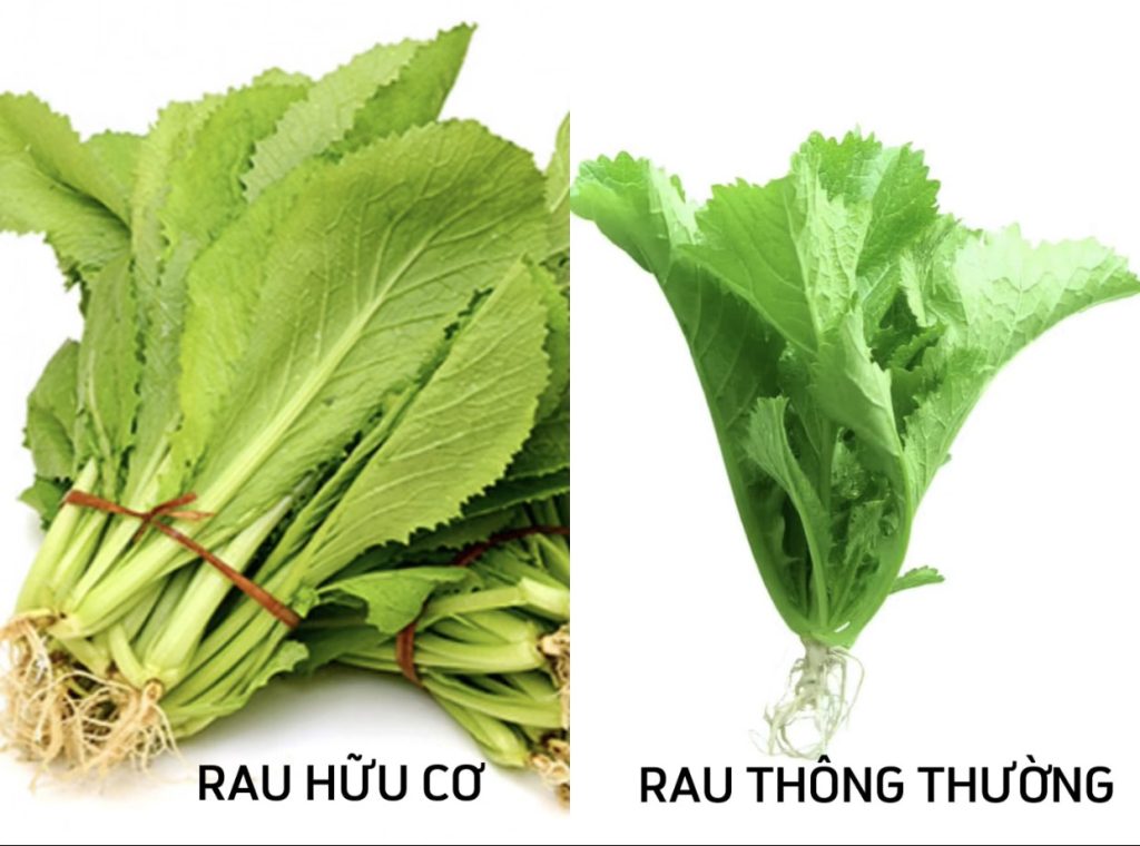 CÁCH PHÂN BIỆT RAU HỮU CƠ VÀ RAU THÔNG THƯỜNG