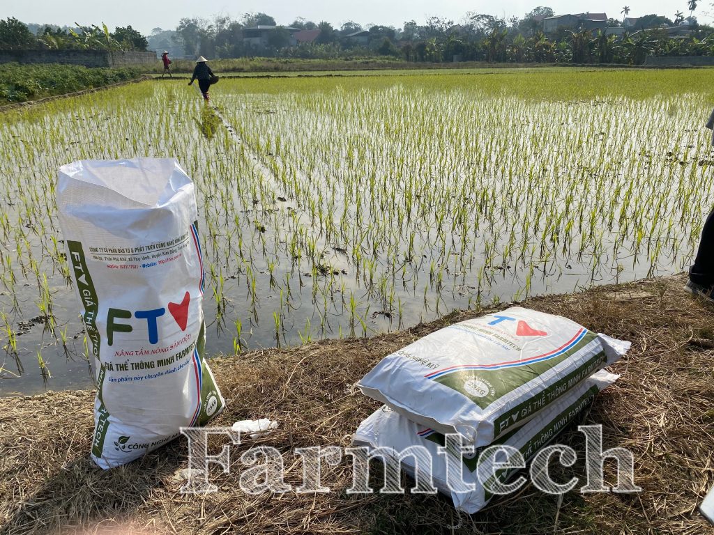 BÀ CON THANH HÓA SỬ DỤNG GIÁ THỂ THÔNG MINH HỮU CƠ FARMTECH VỤ CHIÊM XUÂN